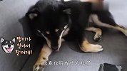 柴犬：想给我洗澡，先问我兄弟同不同意！看完差点笑出眼泪
