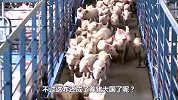 美国的猪原来是这样养的，难怪会成为养猪大国，真是让人大开眼界啊