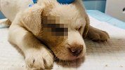 废楼内12只流浪狗眼睛生殖器被胶水黏住 爱心人士组建救助群