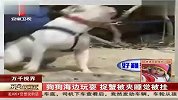 狗狗海边玩耍 捉蟹被夹睡觉被挂 每日新闻报 120331
