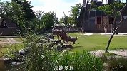 羚羊以小博大打趴长颈鹿；大象将野牛按在地上摩擦