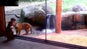 动物园里的狮子攻击玻璃吃孩子瞬间！