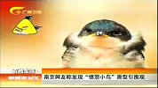 新闻夜总汇-20120412-南京网友称发现“愤怒小鸟”原型引围观