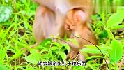 猴妈不给猴崽子吃芒果，引起不满竟当场发疯！场面异常诡异！