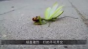 昆虫大战！黄蜂VS螳螂谁更厉害？路人记录下全过程