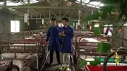 仔猪无菌饲养，肉质香滑细嫩