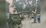 实拍河南狂风：巨大屋顶被掀翻 高压线火花四溅 大树拦腰折断