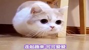心都要被这只猫猫融化了