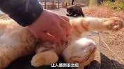 三只干净的流浪猫，如果是你会领养？