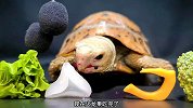 请说出乌龟最爱吃的食物