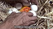 捡到两枚奇怪的蛋，让老母鸡帮忙孵化，到底会孵化出什么？