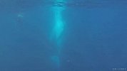 与鲸共舞 国外游客在潜海时意外遇到两只座头鲸