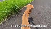 带金毛散步，主人突然半路消失，狗狗反应令人心疼
