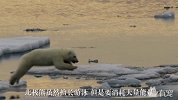 冰川融化使北极熊母子无家可归，从加拿大游到阿拉斯加
