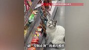 连云港一只猫每天在超市火腿肠货柜前蹲守