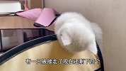 主人要给家里的猫咪找玩伴，领养一只小奶猫