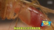 比鸟还大的蚊子，世界上最大的蚊子像大龙虾！