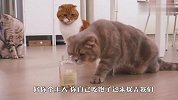 这铲屎官也太坏了吧，连口饭都不让猫咪好好吃，看完忍住别笑