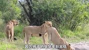 狮王成功征服三头母狮，刚开始还乐在其中，后来却看见它们就怕
