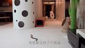铲屎官买了个玩具蛇，猫和狗看到后，反应要笑喷了