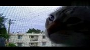 搞笑-20120316-猫咪学鸡叫,让人笑喷!