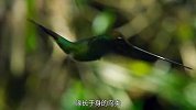 这种种类的蜂鸟，其鸟嘴比身体还长，看着都觉得神奇