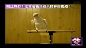 爱宠一刻-瞧这舞姿-它真是极具娱乐精神的鹦鹉