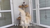 金毛怒拆猫窝，原因让人哭笑不得，太搞笑了哈哈