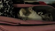 小猫藏匿旅行包 朦胧睡眼萌死人