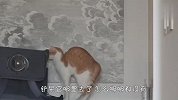 铲屎官沉迷打游戏不做饭，猫咪们要气炸了，结局笑爆了