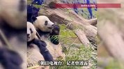 最后两只旅日大熊猫“晓晓”和“蕾蕾”即将回国，专家回应
