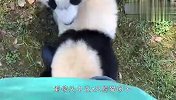 奶爸的鞋到底有什么魔力？2只熊猫争着抢着要，场面太好玩了