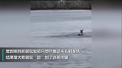 猎犬挑衅袋鼠展开奇怪搏斗 结果被袋鼠狂按头差点淹死