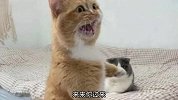 猩猩：相亲就得网上看，不然见面就吃饭