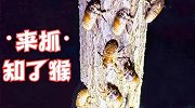 知了猴大丰收，两个小时逮2000多只，每亩净收入8000多元