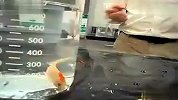 液氮低温冷冻金鱼死而复生