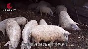 母猪失踪一个月后，怀孕回来了，但产下的猪崽却让农夫意外