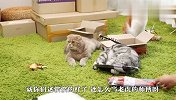 猫咪策划偷同伴的猫粮，看到整个过程，网友：战术不错！