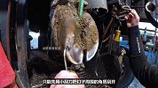 牛蹄被长钉刺破，处理起来超解压！