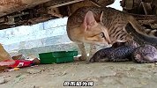 好警惕的猫妈妈，小哥刚准备伸出援手，它却叼着小奶猫们逃走了