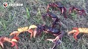 古巴螃蟹泛滥成灾没人敢吃，当地人：想申请一批中国吃货过来