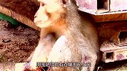 前方高能，野生猴子不慎触电，瞬间被烧成“火猴”