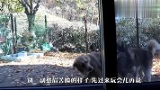 金毛和哈士奇同时被扫地出门，反应差别太大了，看完别笑