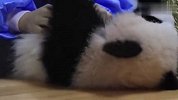 熊猫宝宝给同伴按摩，场面萌翻了，还说不是人扮的？