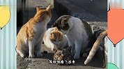猫：一个人看我笑话还不够，组团笑话我来了