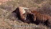 2只老虎生死较量！眼看白虎危在旦夕，关键时刻吃瓜虎闯入战场