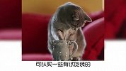 宠物冷知识：你家猫咪挑食吗？