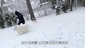 萨摩耶终于见到雪，根本控制不了自己-来啊，快活啊！