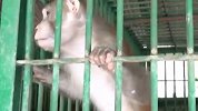 猴子喝不到酒暴怒袭击250人 送动物园顽性不改被“终身监禁”