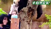 熊团子趁妈妈不在偷溜出来，当被妈妈发现后，接下来请你忍住不要笑